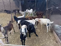 Kozioł, Pomellata goat — zdjęcie 3