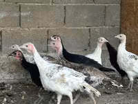 Turkeys — 照片 8