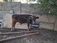 Bull, Alatau breed — photo 2