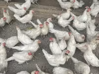 Leghorn — zdjęcie 5