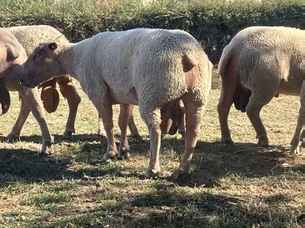 Baran, Charollais sheep