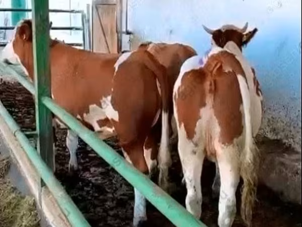 Krowa, Simmental cattle
