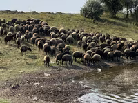 Owca, Owce — zdjęcie 4