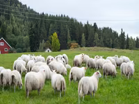 Субпродукты говядина, баранина, конина закупаем на постояной основе. Viber WhatsApp Telegram. — الصورة 3