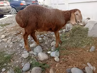 Owca, Arashan sheep — zdjęcie 1