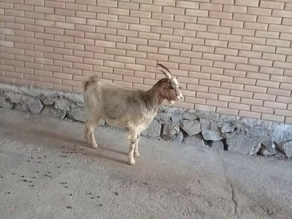 Koza, Alpine goat