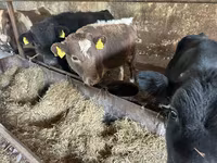 Bull, Cattle — photo 1