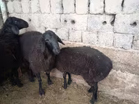 Ram, Sheep — photo 6