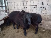 Ram, Sheep — photo 5