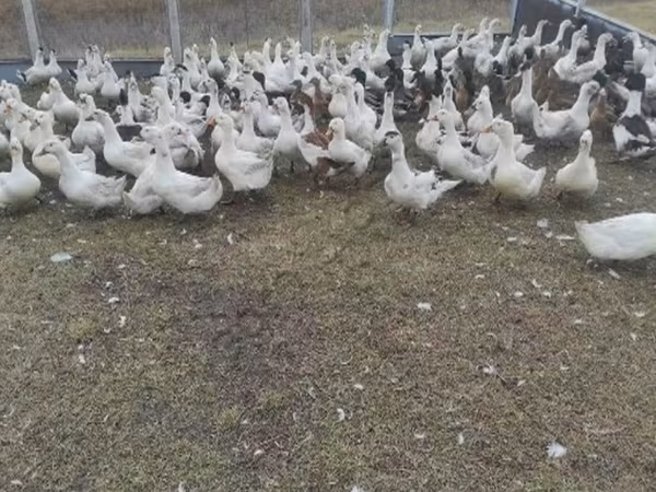 Geese