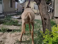 Baran, Edilbay sheep — zdjęcie 4