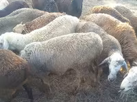 Baran, Kuibyshev sheep — zdjęcie 1
