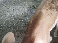 Cow, Swiss cattle — photo 5