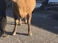 Cow, Simmental cattle — photo 1