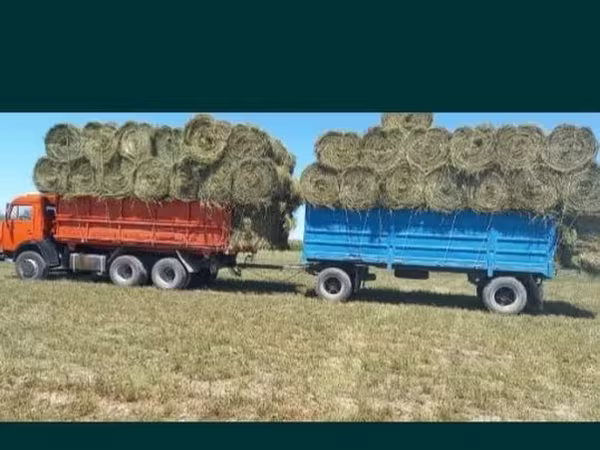 Сено люцерна жоношка урлон свежый укос жоношка сатамын таза жоношка ке