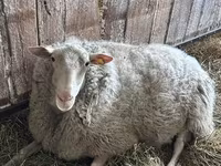 Baran, Edilbay sheep — zdjęcie 4