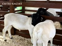 Baran, Edilbay sheep — zdjęcie 6