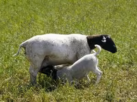 Owca, Kuibyshev sheep — zdjęcie 5