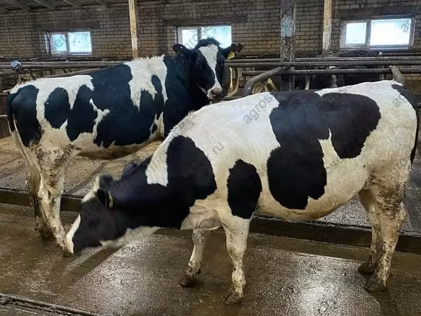 Cow, Holstein breed