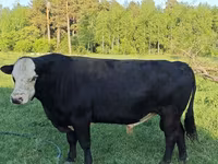 Byk, Kazachska białogłowa krowa — zdjęcie 6