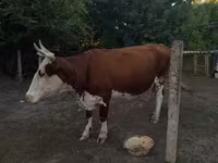 Vaca, Ganado vacuno — foto 2