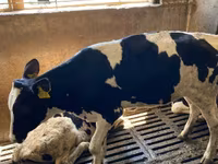 Kuh, Holstein-Rasse — Foto 2
