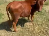 Krowa, Bydło — zdjęcie 2