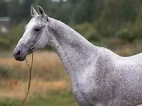 Koń, Arabian horse — zdjęcie 6
