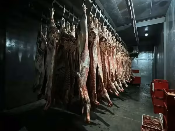 Головы гов на постоянной основе наличка