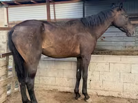 Koń, Arabian horse — zdjęcie 2