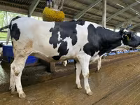 Cow, Holstein breed — photo 4