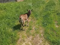Ziege, Ziegen — Foto 2
