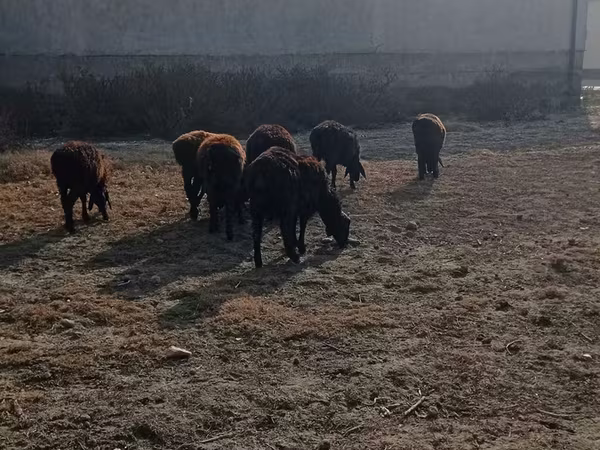 Byk, Bydło