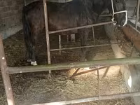 Kobyła, Friesian sport horse — zdjęcie 1