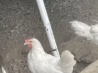 Leghorn — zdjęcie 1