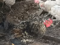 Brahma — foto 2