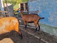Koza, Alpine goat — zdjęcie 3