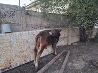 Bull, Alatau breed — photo 8