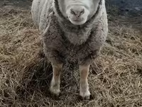 Owca, Owce — zdjęcie 5