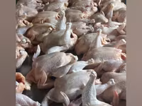 Chickens — zdjęcie 2