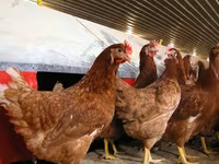 Chickens — zdjęcie 4