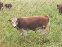 Krowa, Simmental cattle — zdjęcie 6