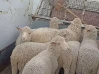 Owca, Merino sheep — zdjęcie 1