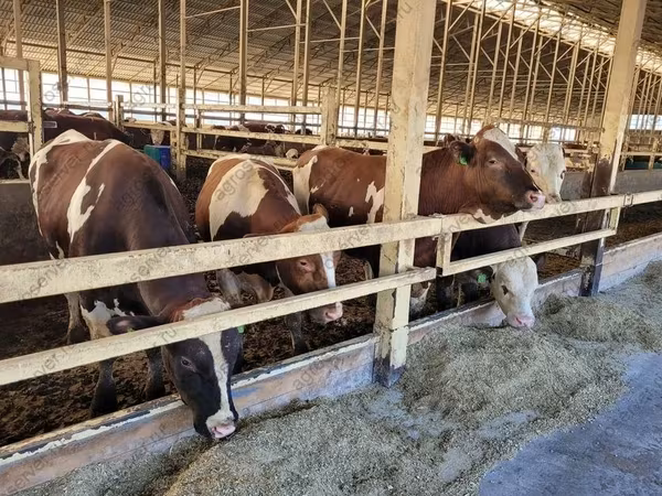 Krowa, Simmental cattle