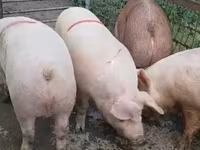 Sow, Pigs — photo 8