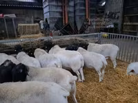 Baran, Dorper sheep — zdjęcie 3