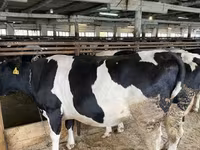 Krowa, Kazachska białogłowa krowa — zdjęcie 3