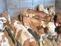 Bull, Cattle — photo 3