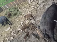 Sow, Pigs — photo 4
