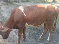 Byk, Bydło — zdjęcie 3